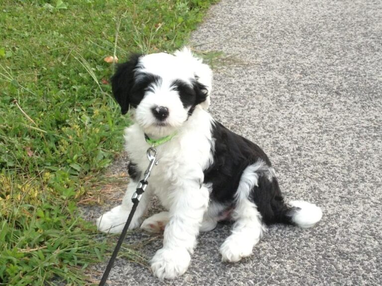 Rocky #2